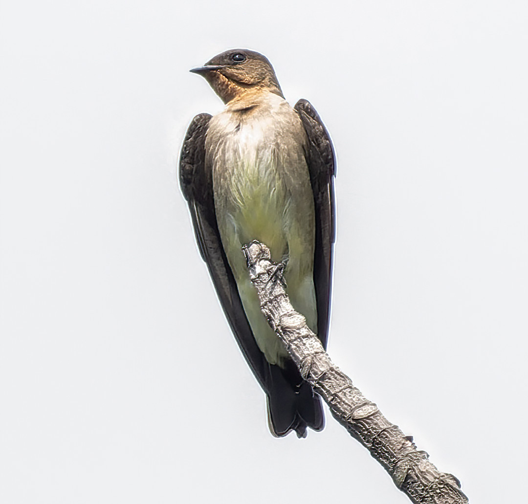 image Southern Rough-winged Swallow